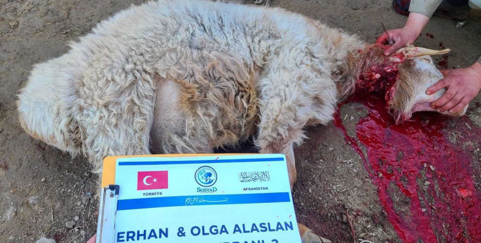 photo_17_2025-11-10_12-21-38